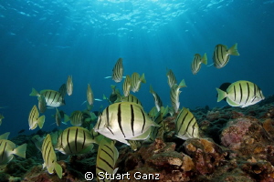 School of Convict tangs by Stuart Ganz 